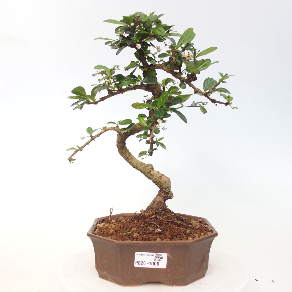 Szobai bonsai - Carmona macrophylla - Tea fuki
