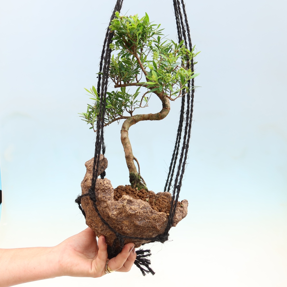 Kokedama kerámiában -Syzygium - Pimento fa