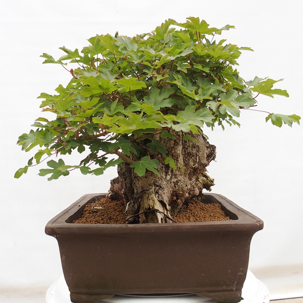 Kültéri bonsai - Francia juhar - Acer Nonspessulanum