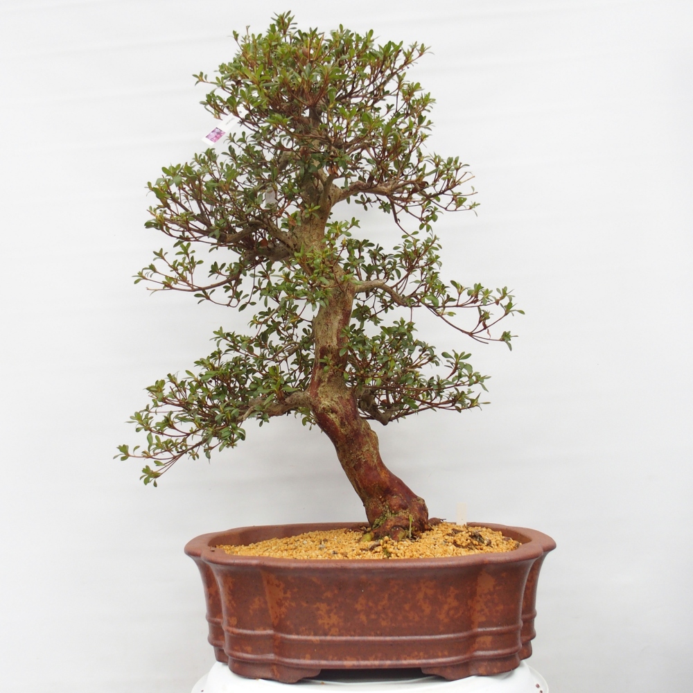 Kültéri bonsai - Japán azálea - Azalea Shunen