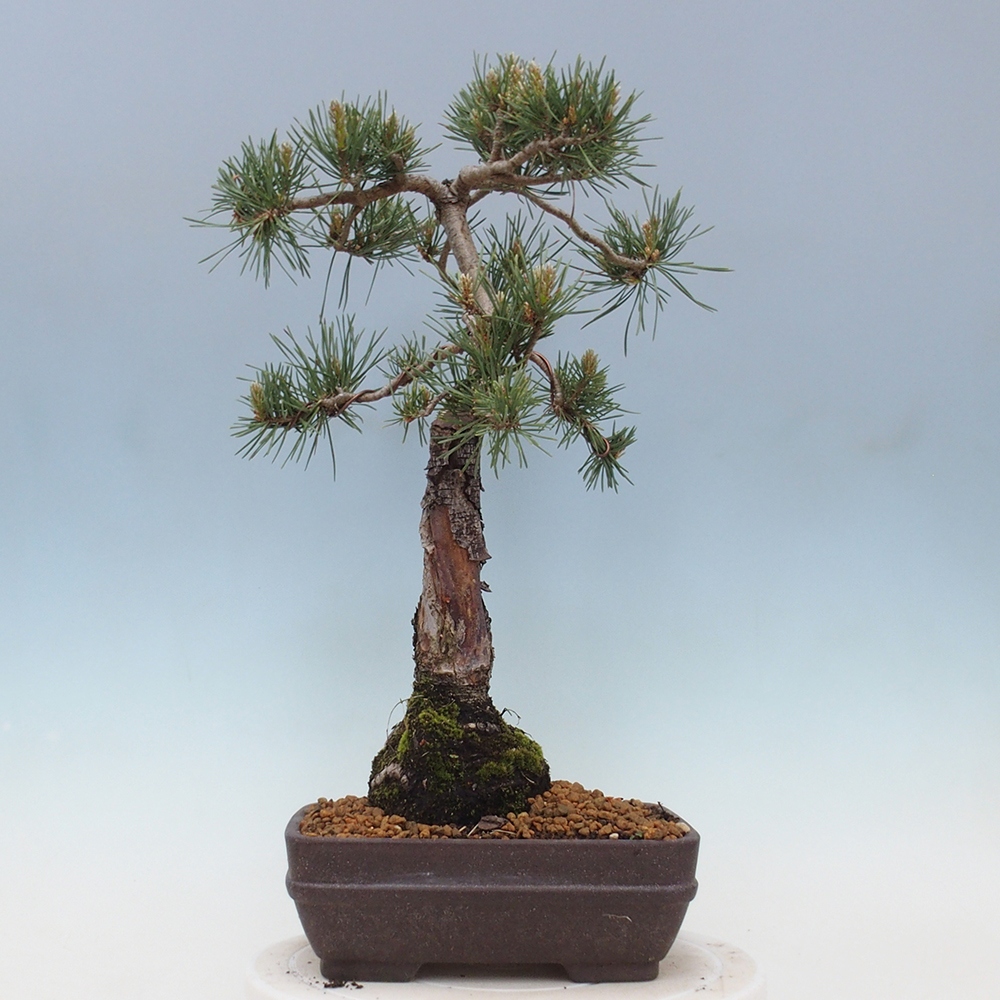 Kültéri bonsai - Pinus Sylvestris Watererri - erdeifenyő