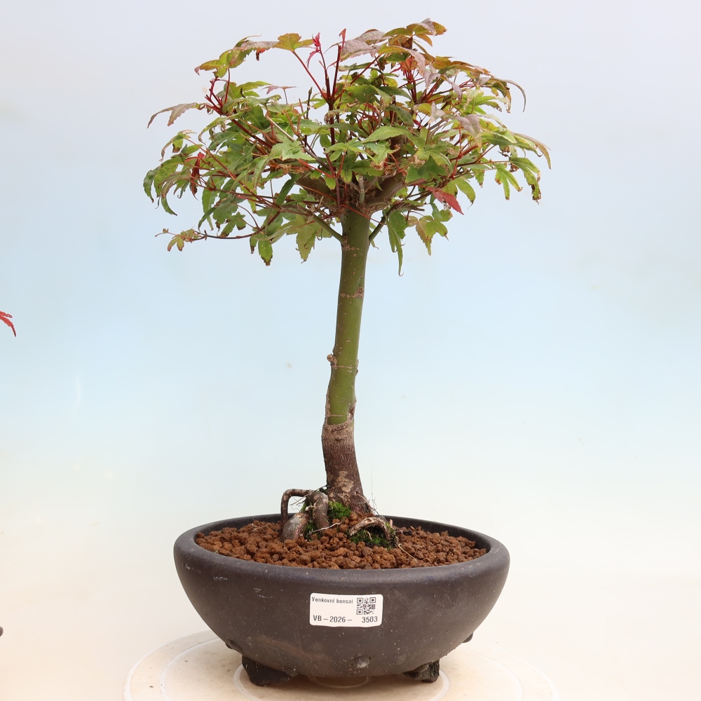 Kültéri bonsai - Acer palmatum DESHOJO