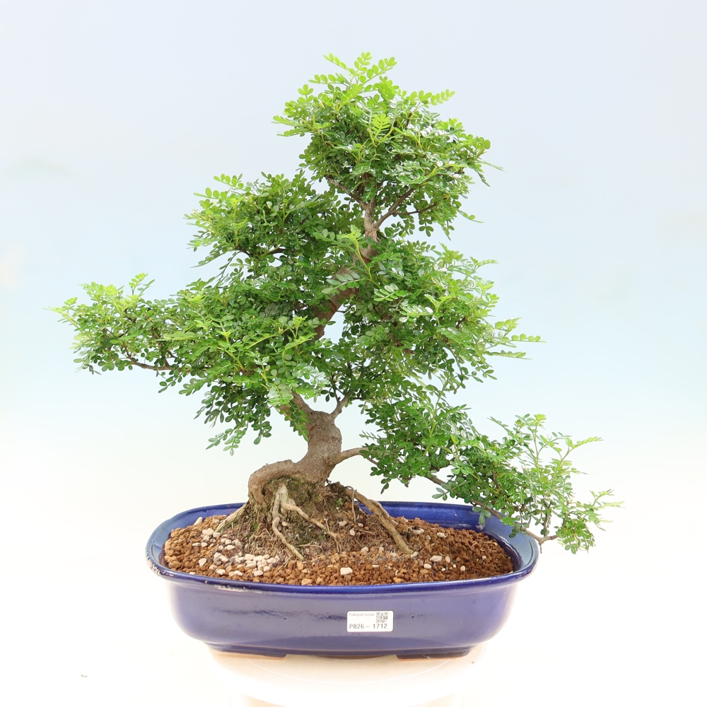 Szobai bonsai - Zantoxylum piperitum - borsfa