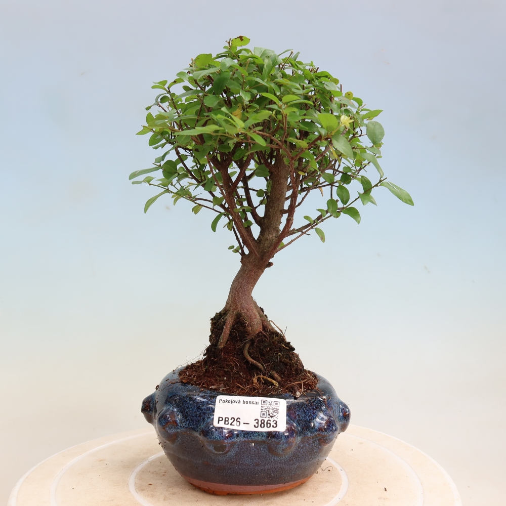 Szobai bonsai - Sageretia thea - Sageretia thea