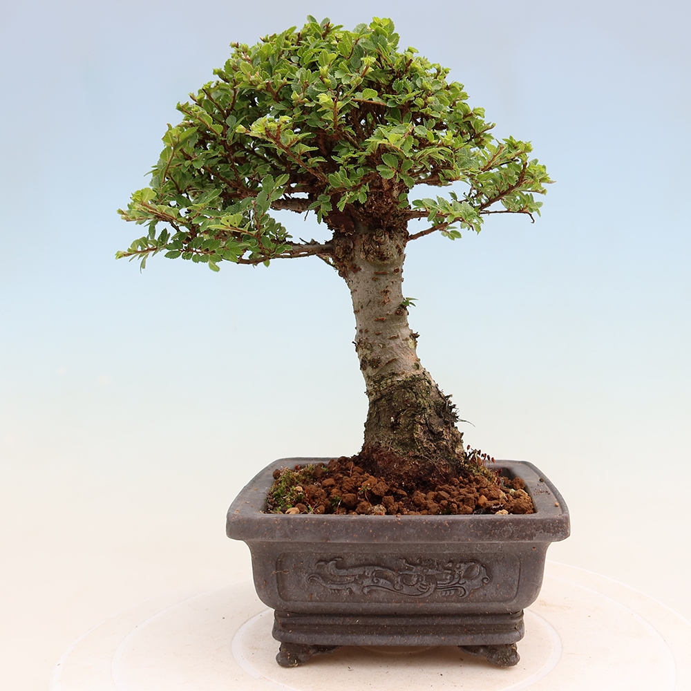 Kültéri bonsai - Ulmus parvifolia Sagei - Kislevelű szilfa