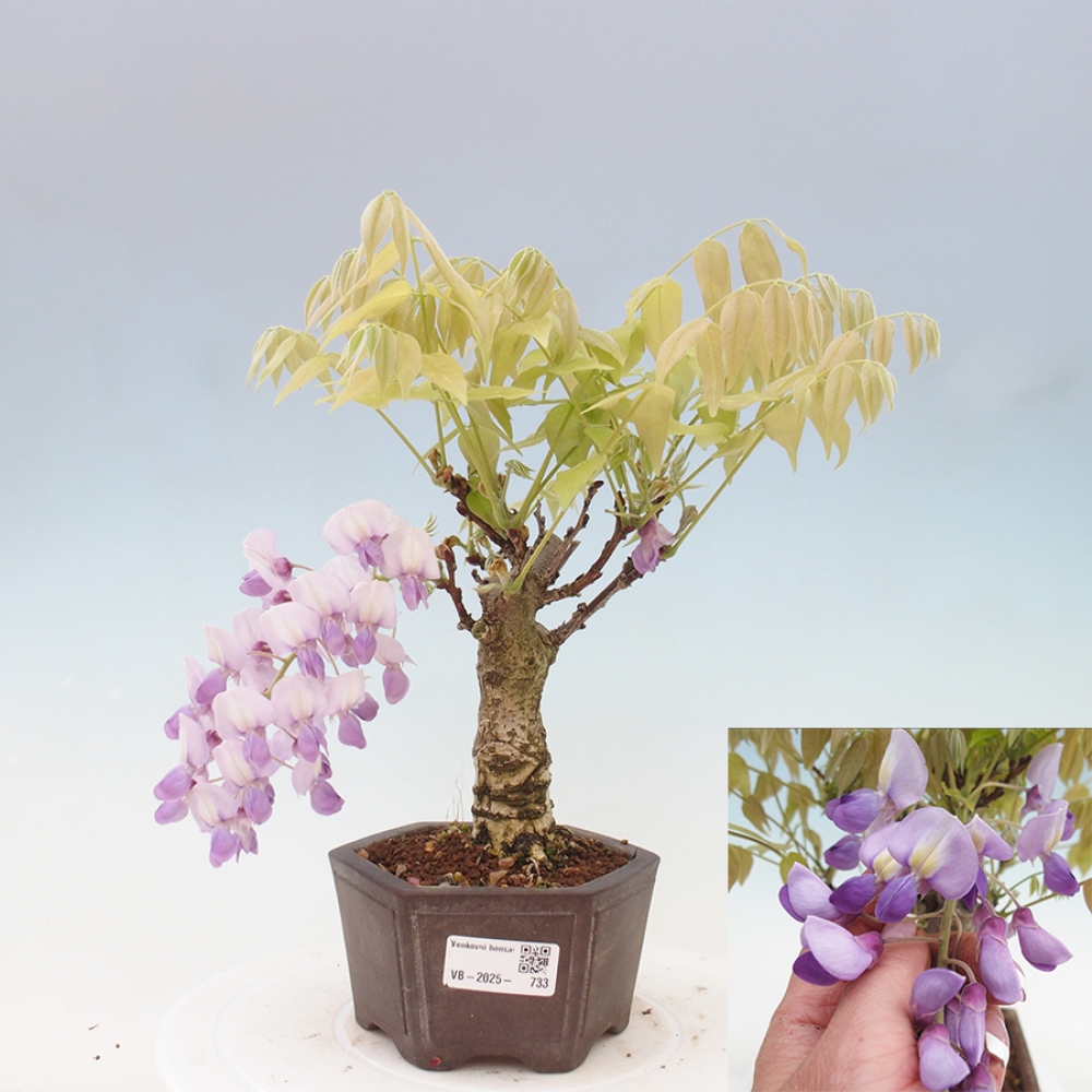 Kültéri bonsai - Wisteria floribunda