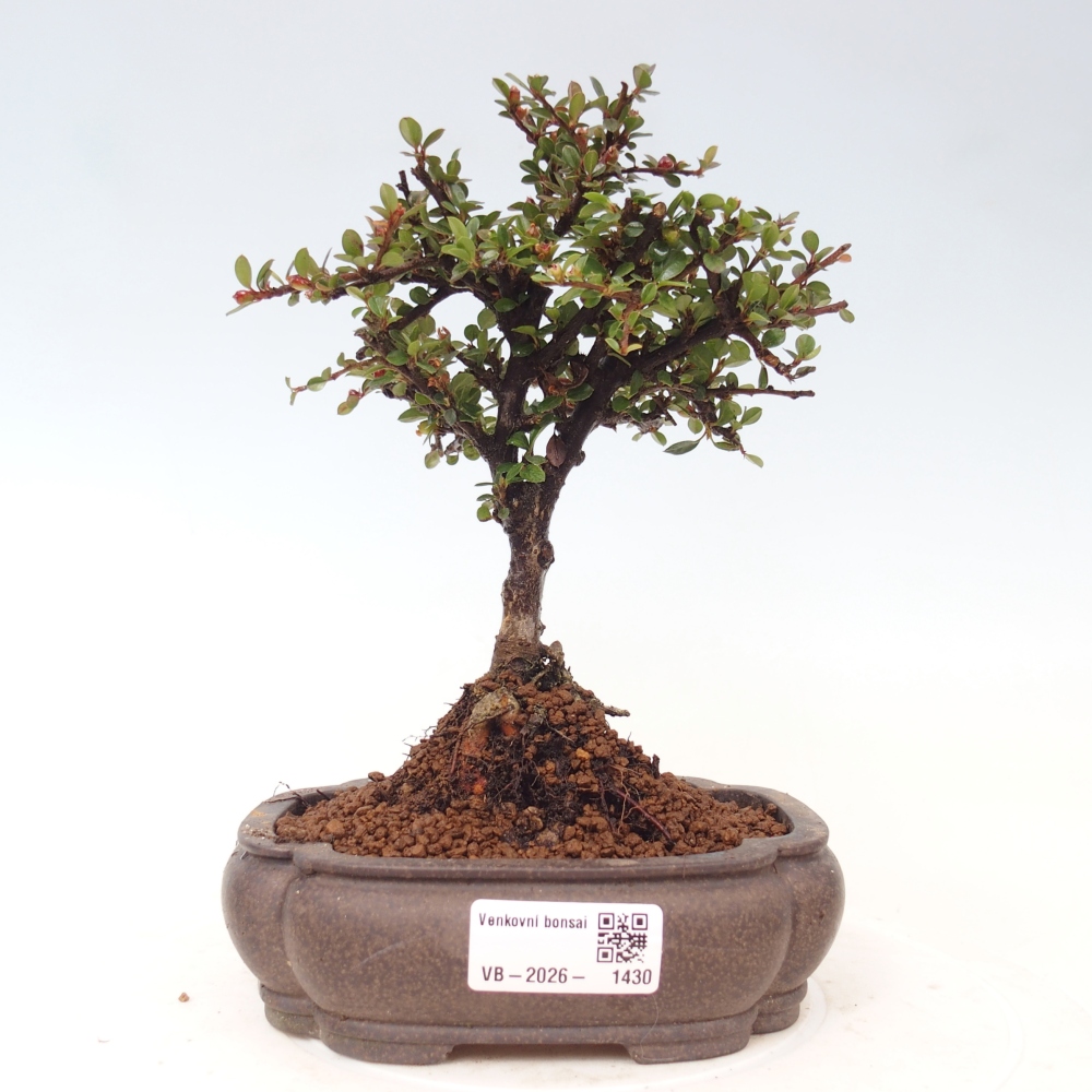 Kültéri bonsai - Cotoneaster horizontalis - Rocky Mountain