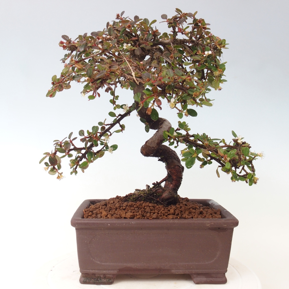 Kültéri bonsai-Cotoneaster dammeri - Damer's Rock