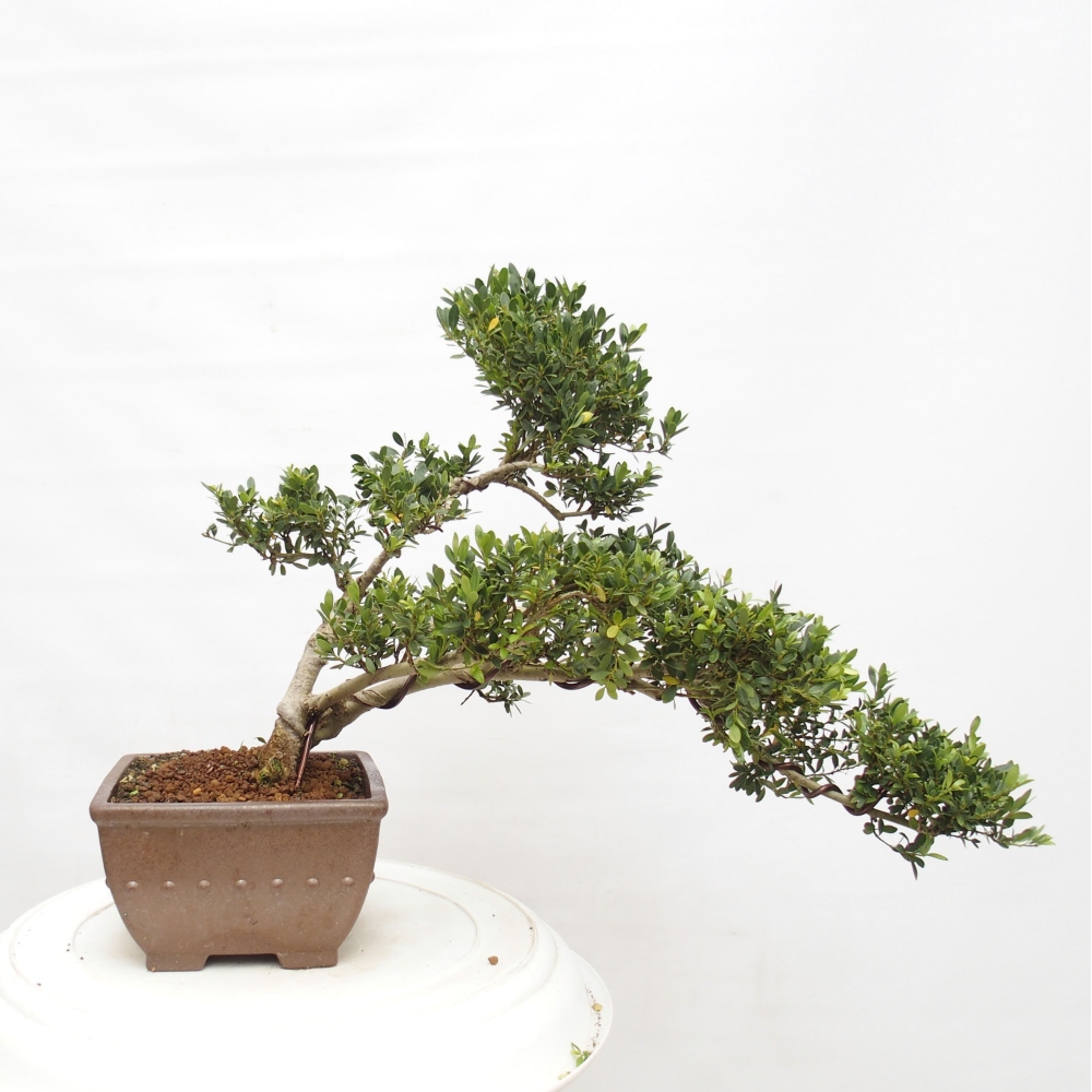 Szobai bonsai - Ilex crenata - Holly