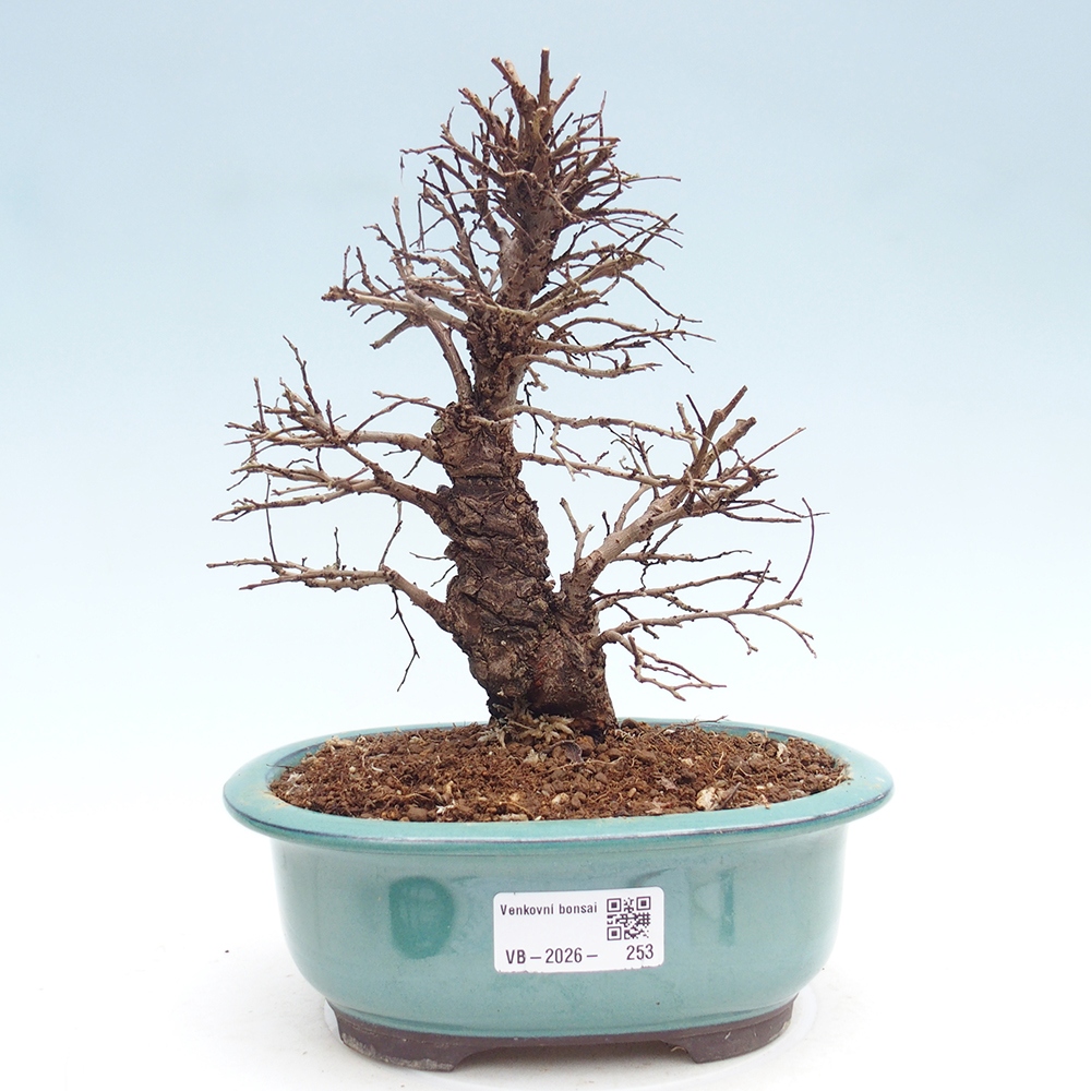 Kültéri bonsai - Zelkova - Zelkova NIRE