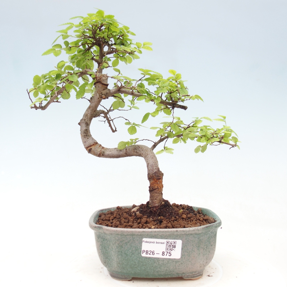 Szobai bonsai - Ulmus parvifolia - Kislevelű szilfa