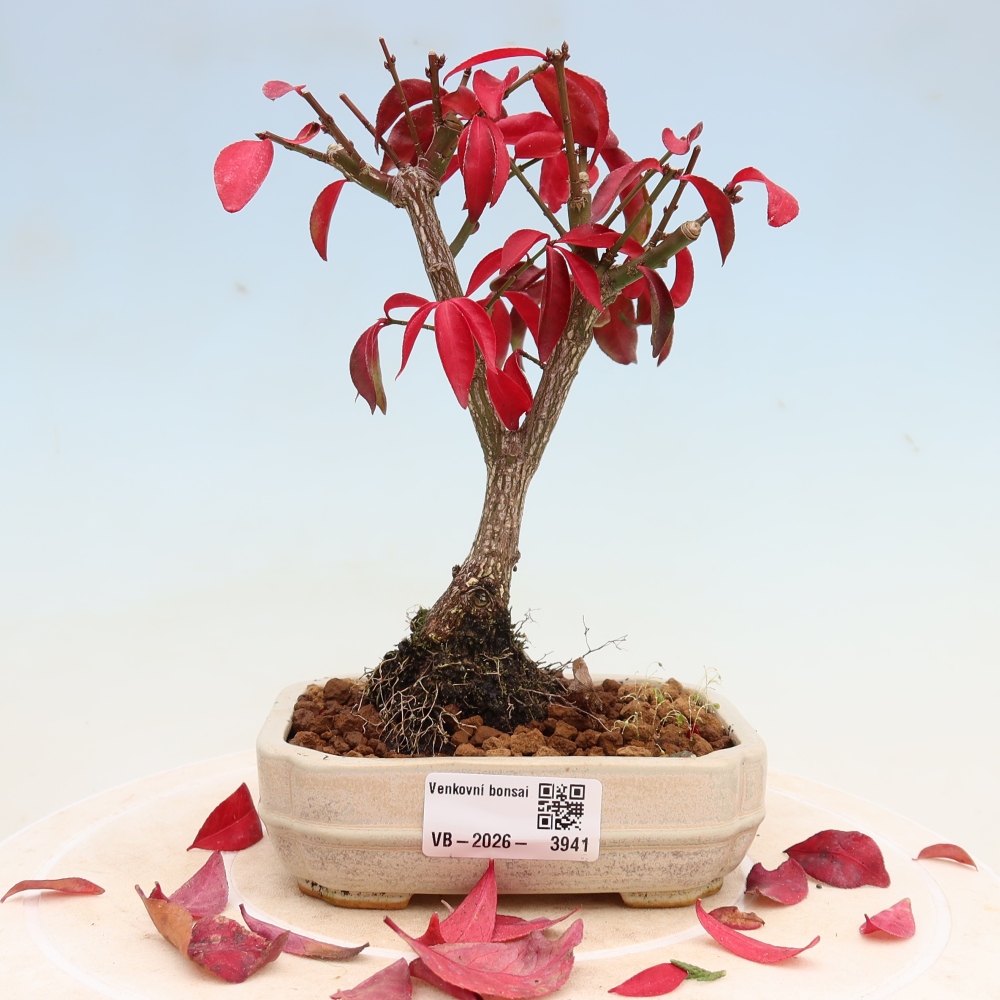 Kültéri bonsai – Euonymus alatus comactus – szárnyas szőlőfa