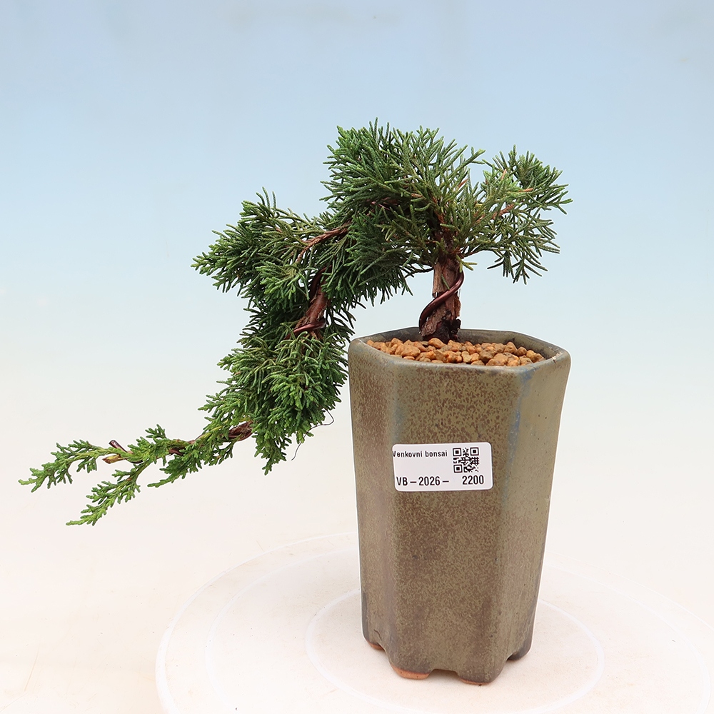 Kültéri bonsai - Juniperus chinensis Kishu