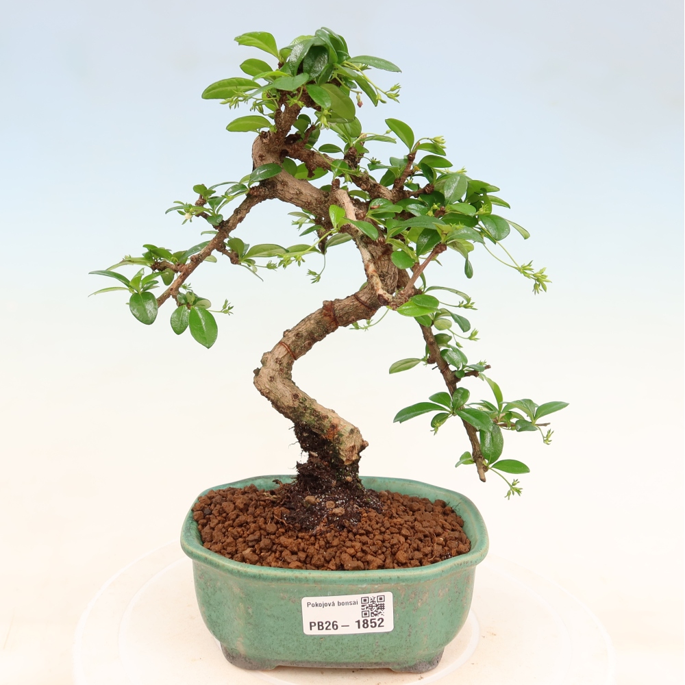 Szobai bonsai - Carmona macrophylla - Tea fuki