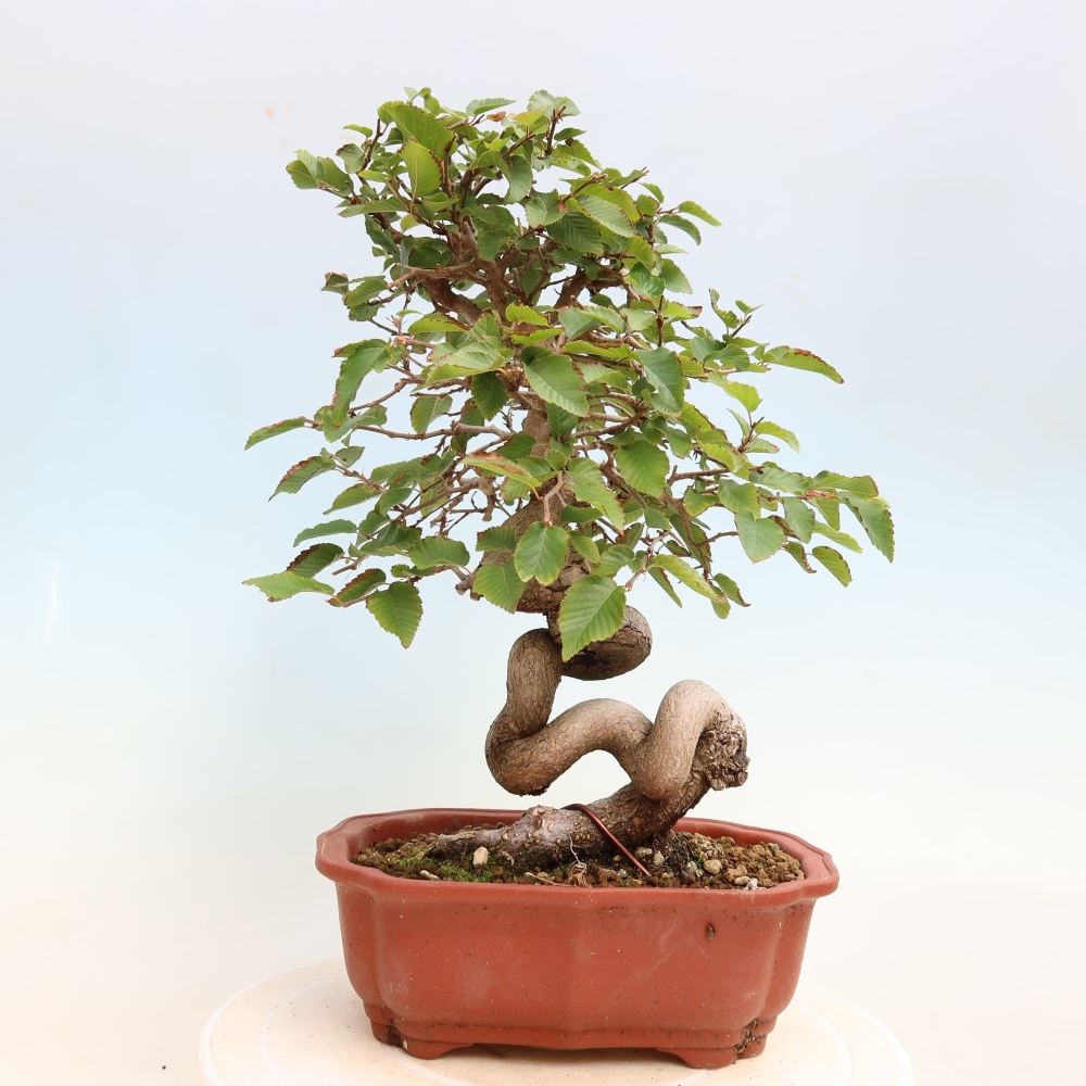Kültéri bonsai -Carpinus CARPINOIDES - Koreai gyertyánfa