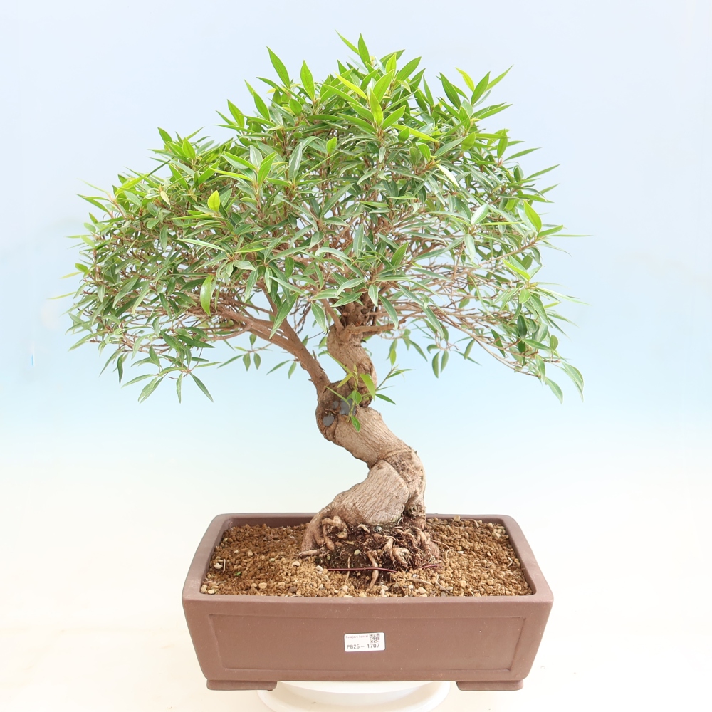Szobai bonsai - Ficus nerifolia - kislevelű fikusz