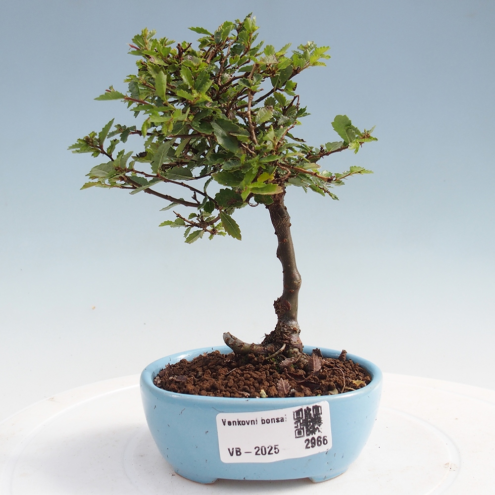 Kültéri bonsai - Ulmus parvifolia Sagei - Kislevelű szilfa