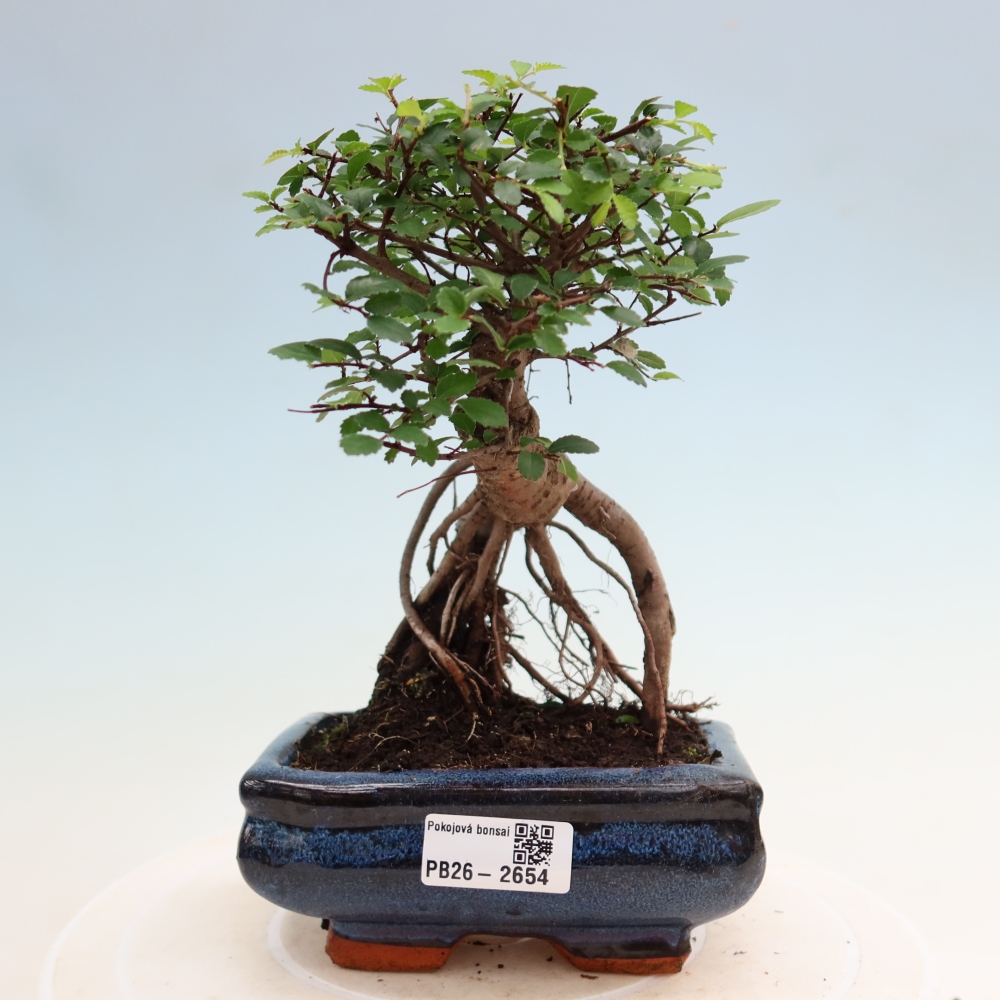 Szobai bonsai - Ulmus parvifolia - Kislevelű szilfa