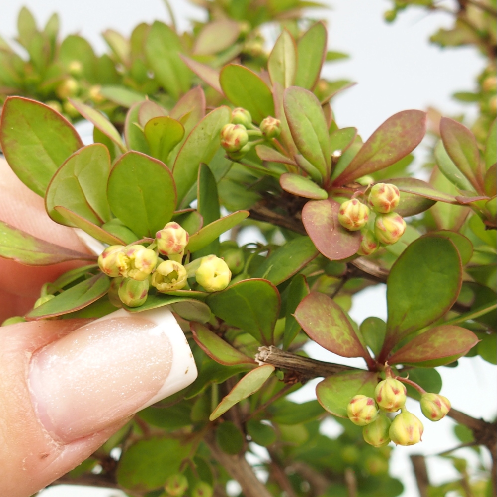 Kültéri bonsai - Berberis coreana