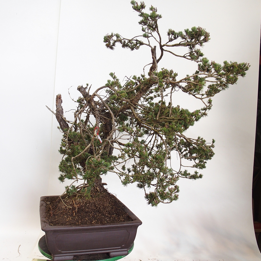 Yamadori - Pinus sylvestris Spanyolország