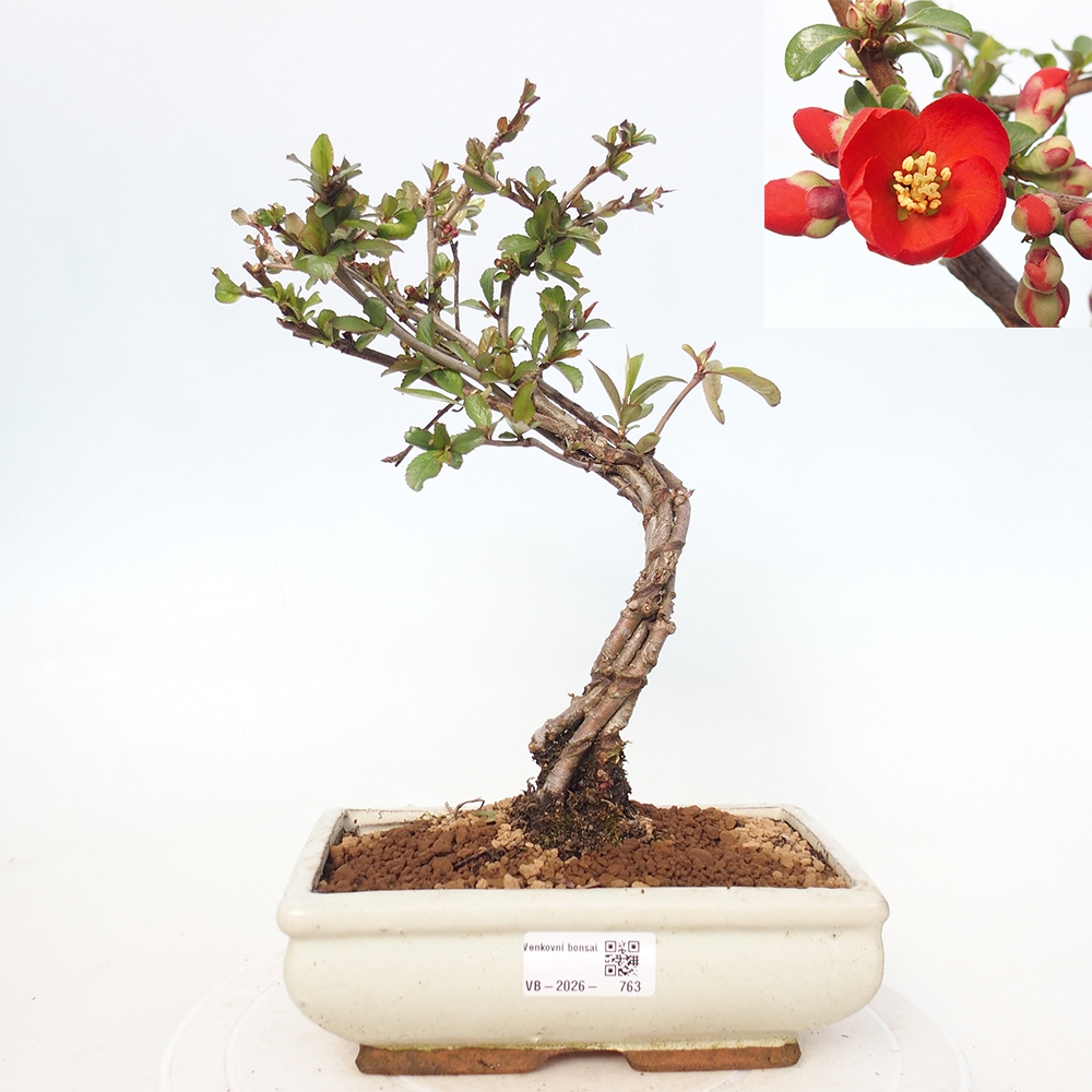 Kültéri bonsai - Chaneomeles sup. Nicoline - birs