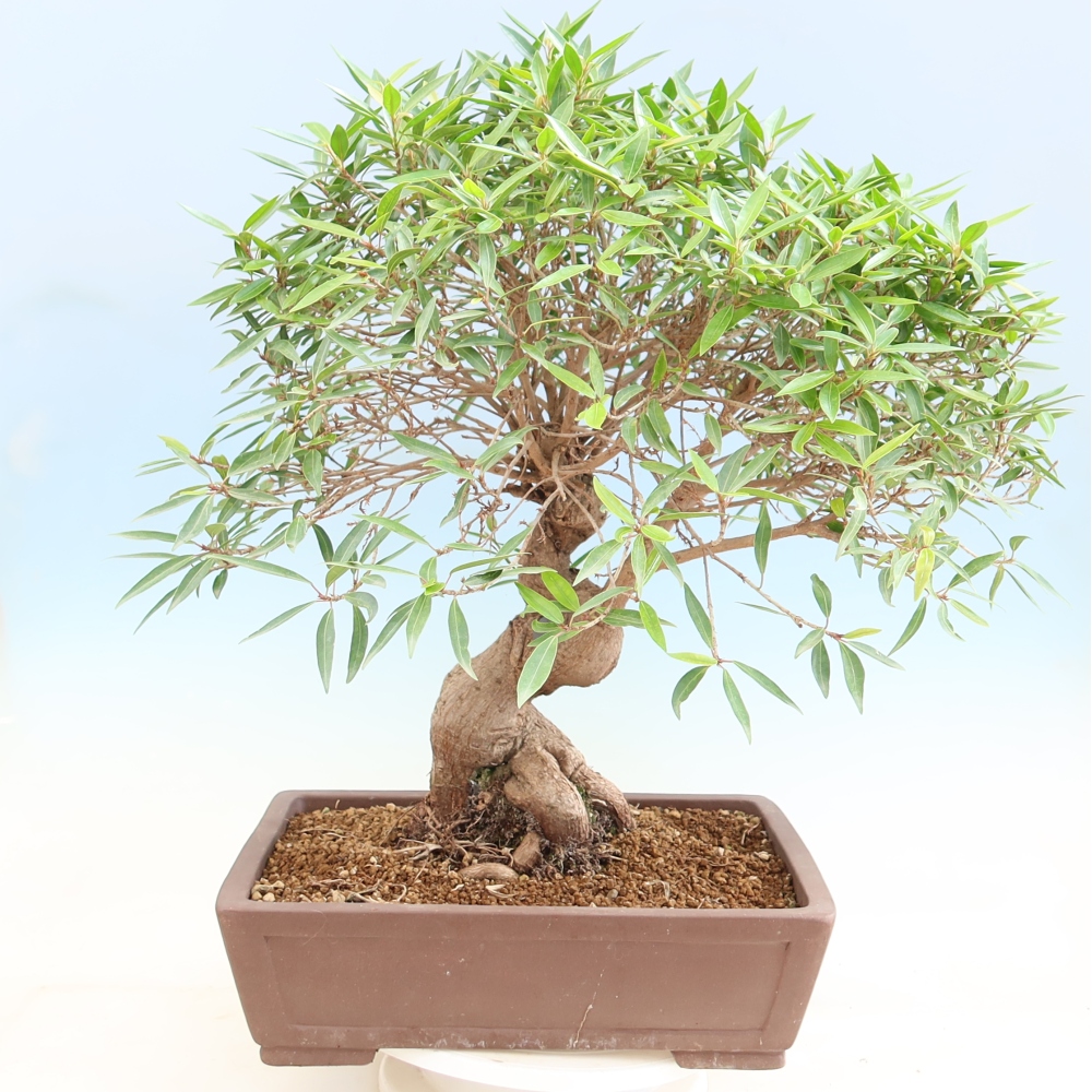 Szobai bonsai - Ficus nerifolia - kislevelű fikusz