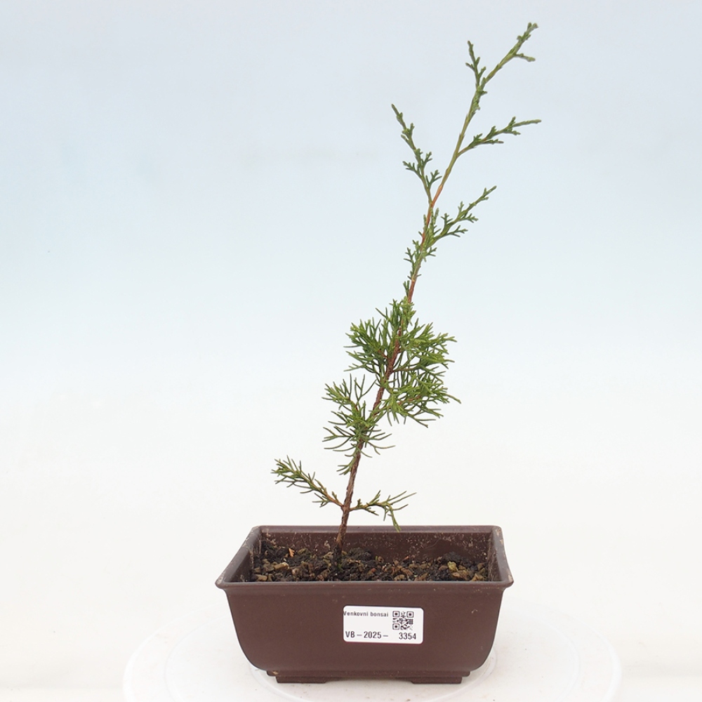 Kültéri bonsai - Juniperus chinensis Itoigawa