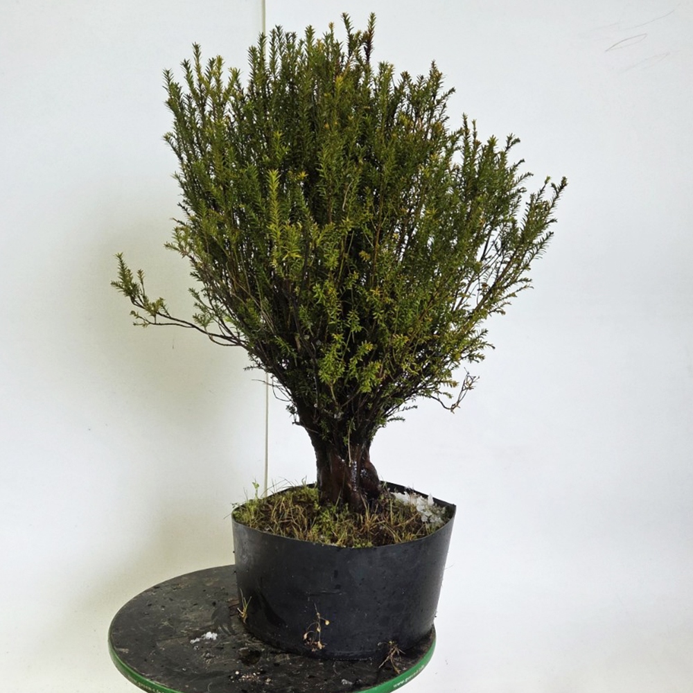 Kültéri bonsai japán tiszafa - Taxus cuspidata