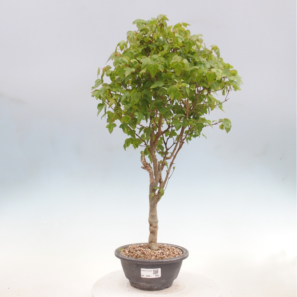 Kültéri bonsai - Acer Buergerianum - Burger juhar