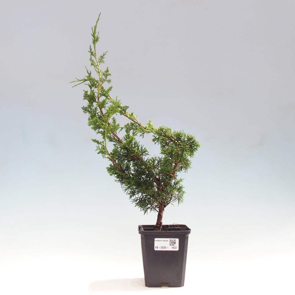 Kültéri bonsai - Juniperus chinensis Itoigawa