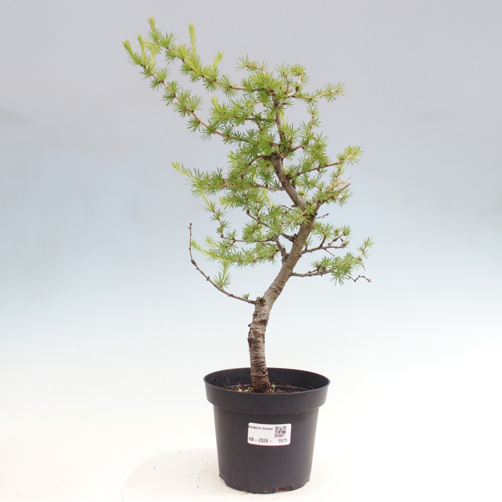 Kültéri bonsai - Larix decidua - vörösfenyő