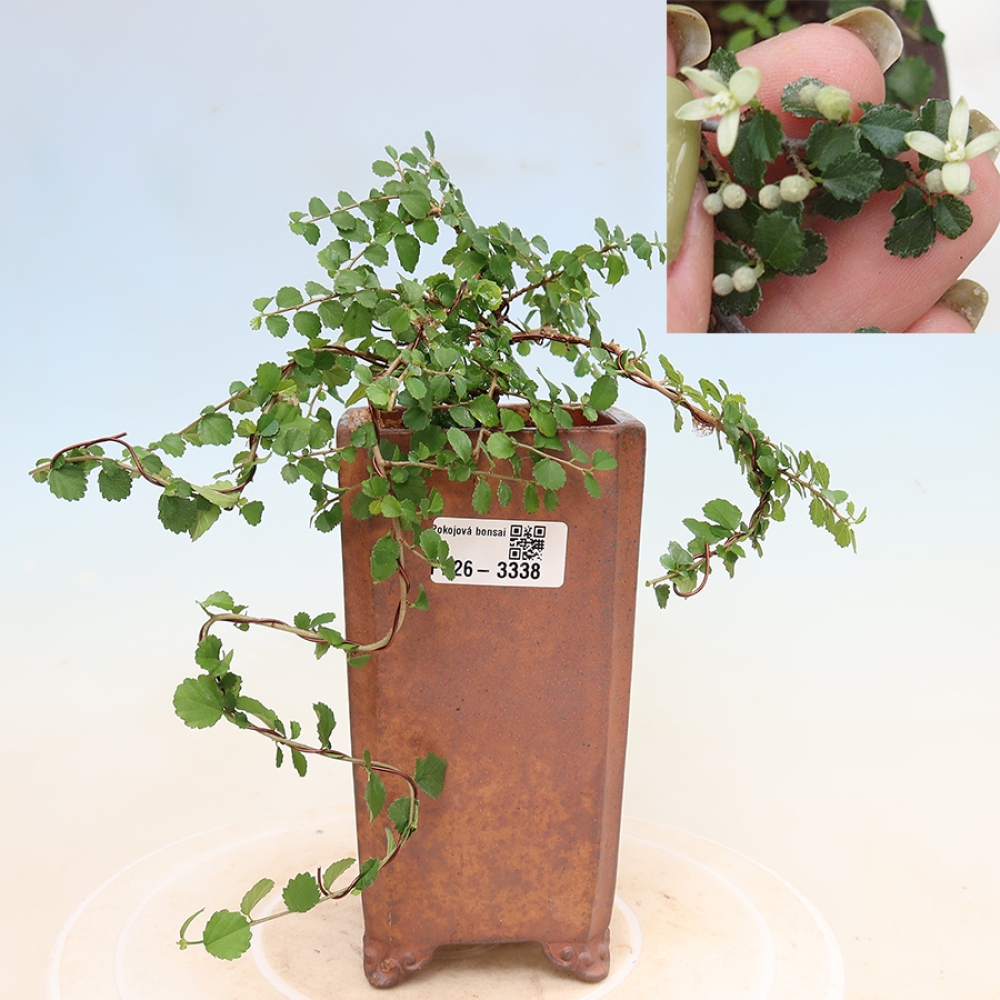 Szobai bonsai - Grewia sp. - Grewia malafolia