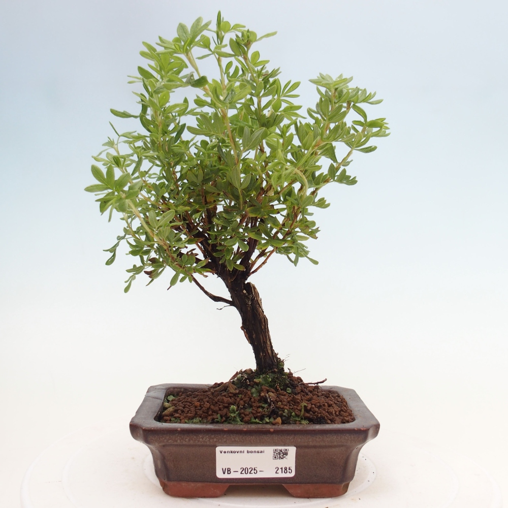 Kültéri bonsai - Potentila fruticosa sárga Bird