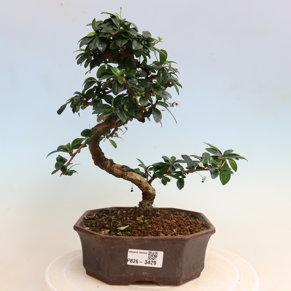Szobai bonsai - Carmona macrophylla - Tea fuki
