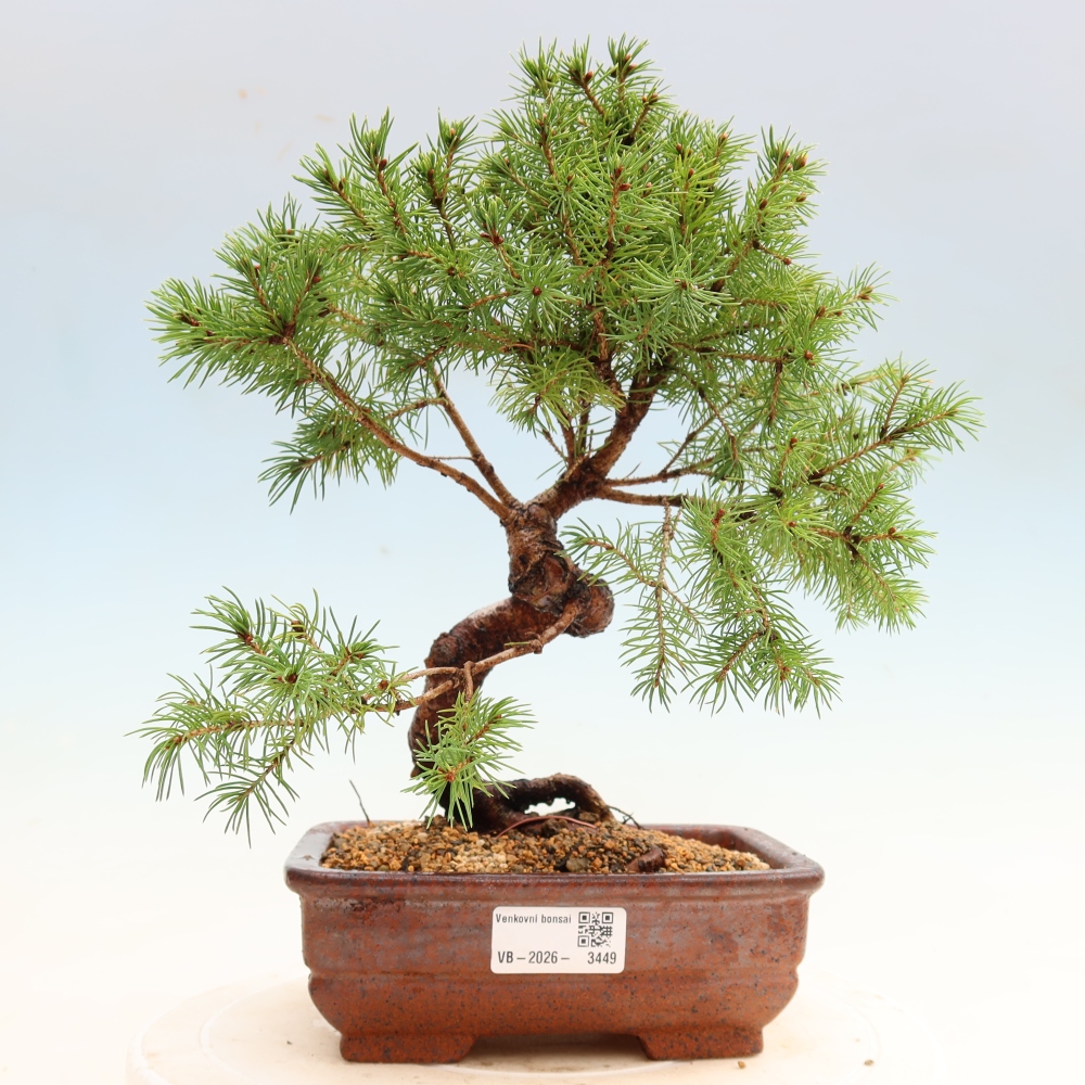 Kültéri bonsai – Szürke lucfenyő – Picea glauca globe