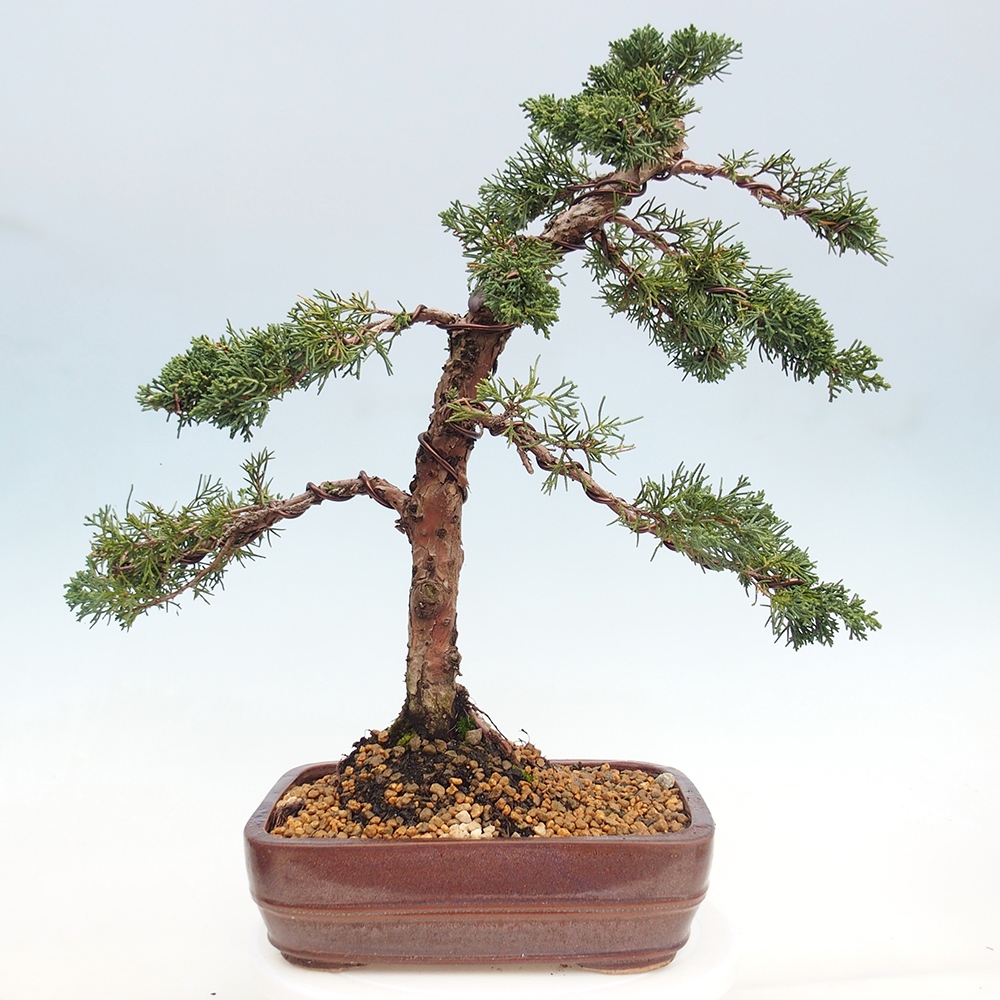 Kültéri bonsai - Juniperus chinensis Kishu
