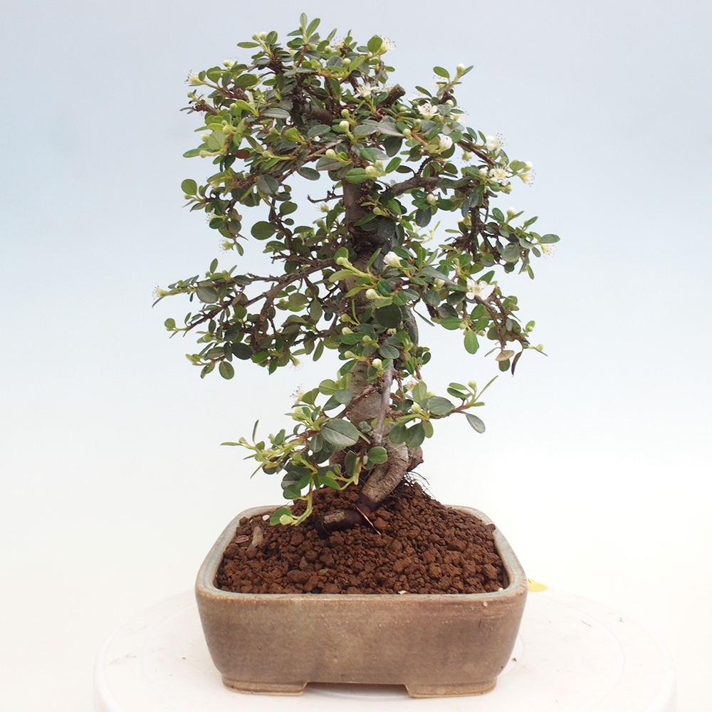 Kültéri bonsai-Cotoneaster dammeri - Damer's Rock