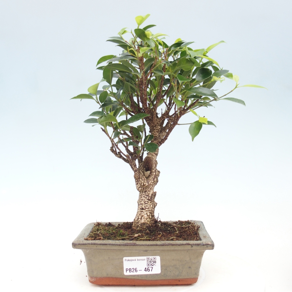 Szobai bonsai - Ficus retusa - kislevelű fikusz