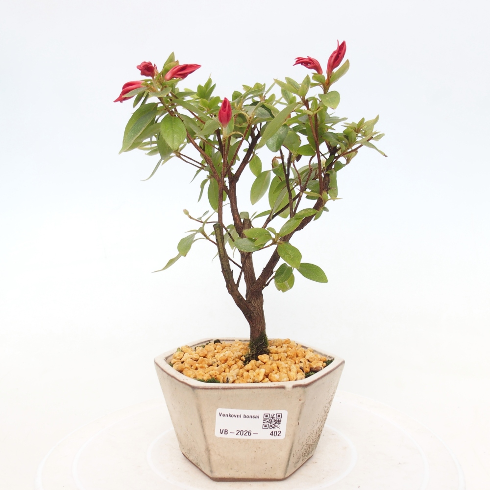 Kültéri bonsai - japán azálea - Azalea sp.