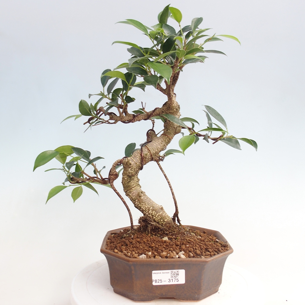 Szobai bonsai - Ficus retusa - kislevelű fikusz