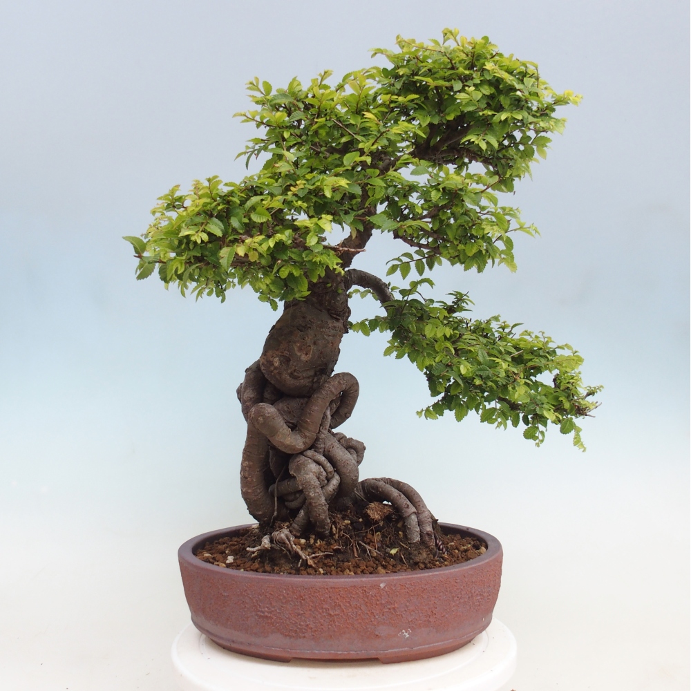 Kültéri bonsai - Ulmus parvifolia Hokkaido - Kínai szil - Ulmus parvifolia Hokkaido