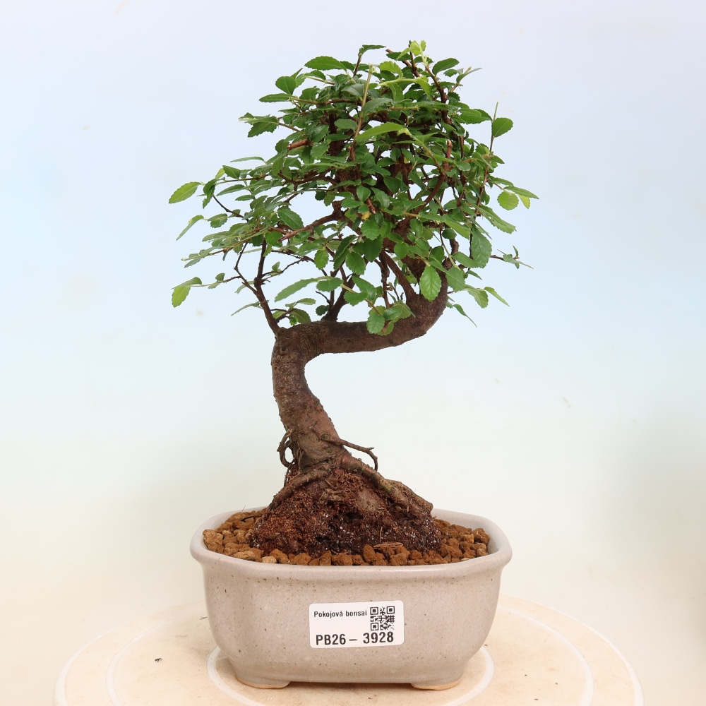 Szobai bonsai - Ulmus parvifolia - Kislevelű szilfa