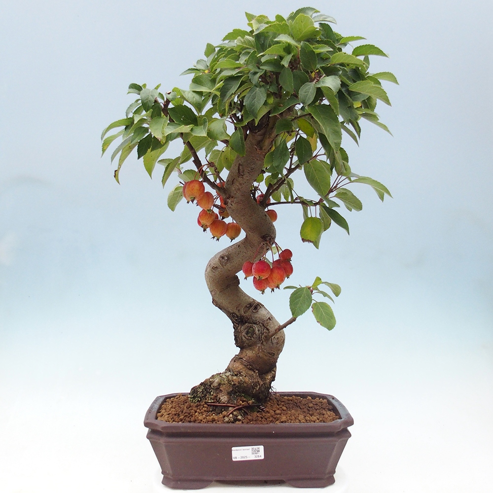 Kültéri bonsai -Malus halliana - Kis gyümölcsű almafa