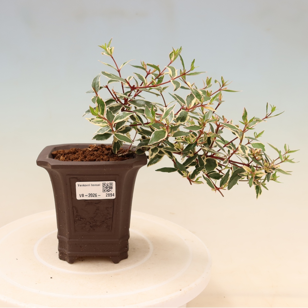 Kültéri bonsai – Abelia gr. Confetti – Nagyvirágú abélia