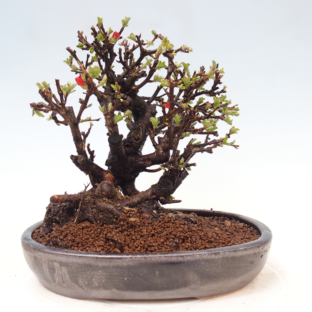 Kültéri bonsai - Chaneomeles speciosa - birs