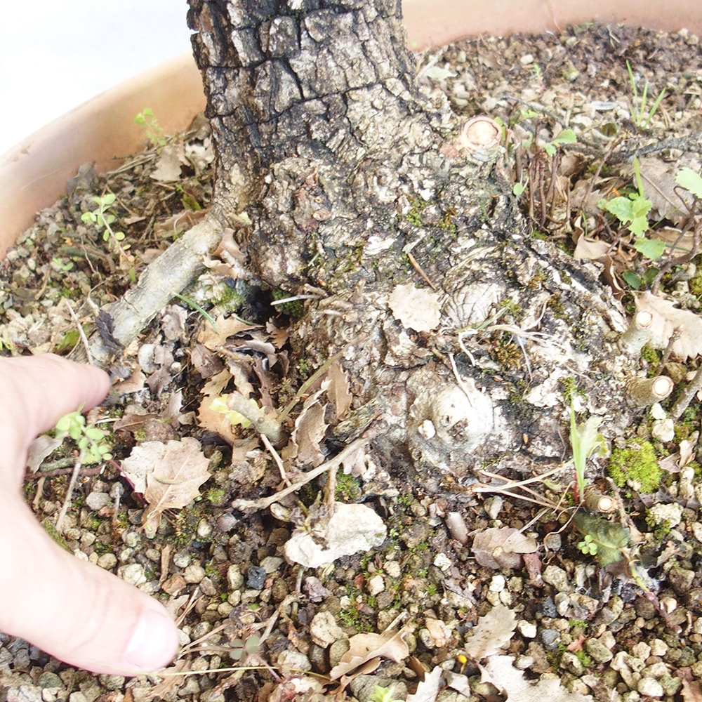 Kültéri bonsai Quercus Cerris - Tölgy Cer