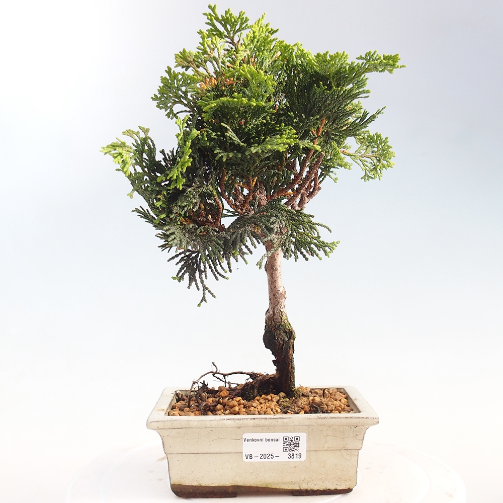 Kültéri bonsai - Cham.pis obtusa Nana Gracilis - ciprus
