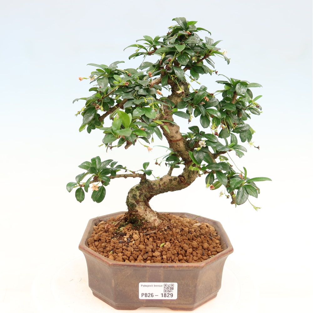Szobai bonsai - Carmona macrophylla - Tea fuki