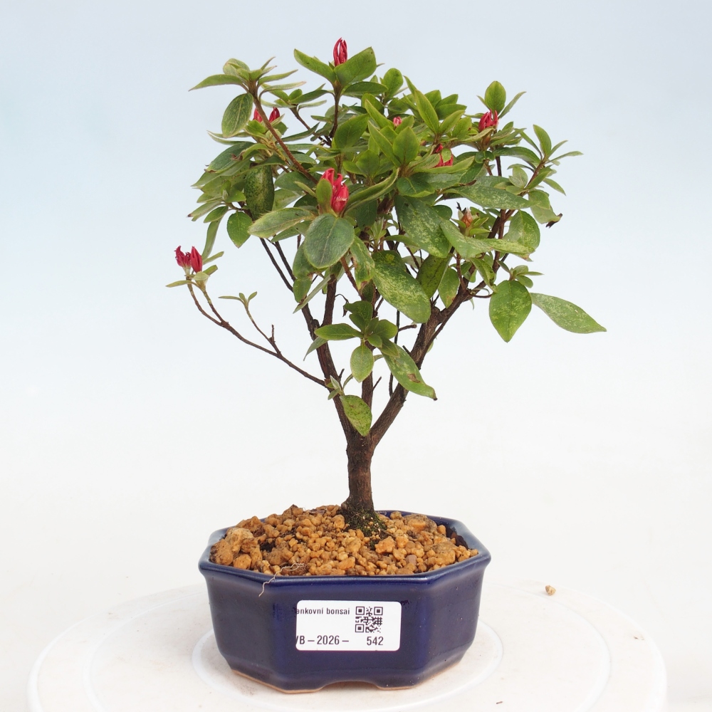 Kültéri bonsai - japán azálea - Azalea sp.