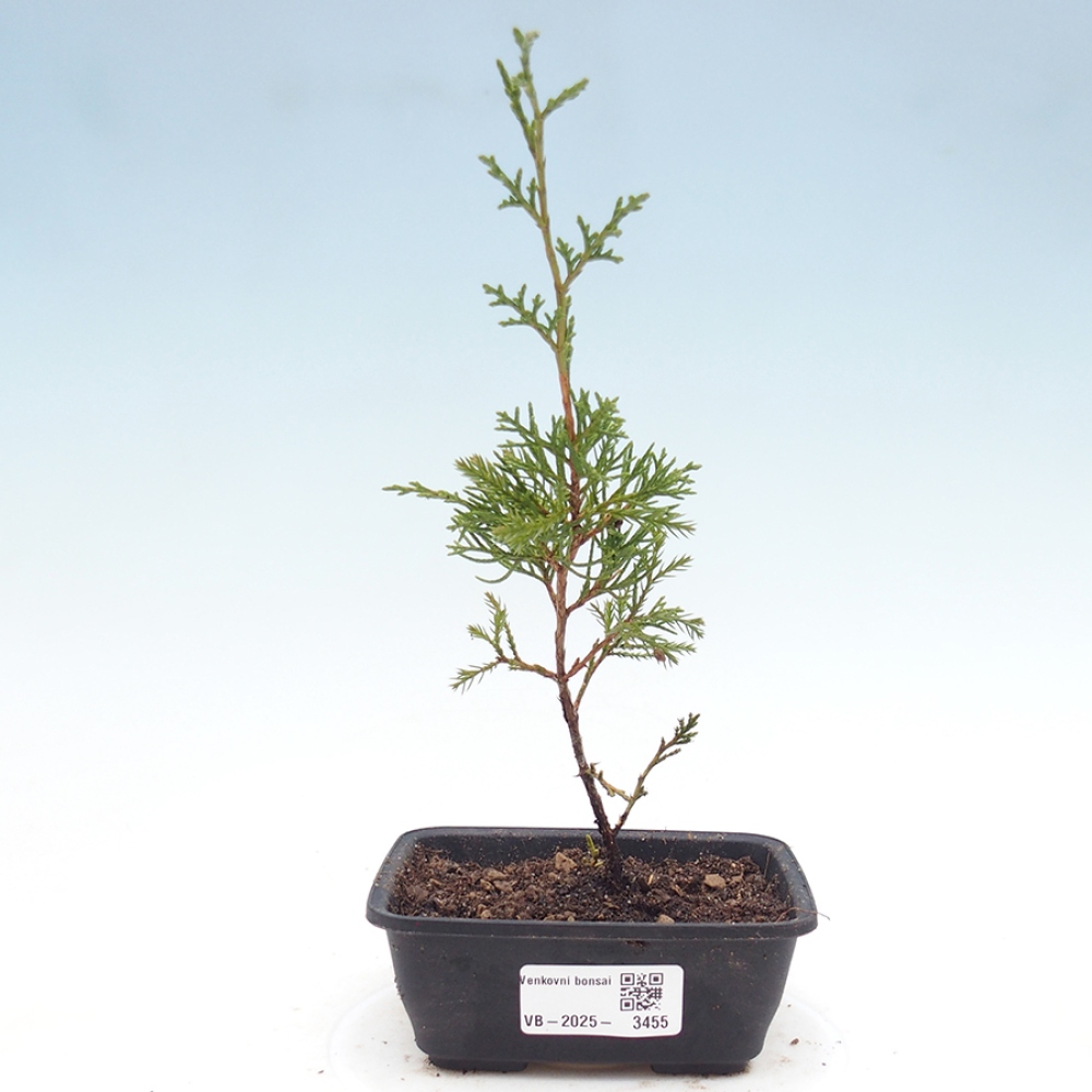 Kültéri bonsai - Juniperus chinensis Itoigawa